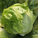 Caesar Crisphead Lettuce Seeds, 1g