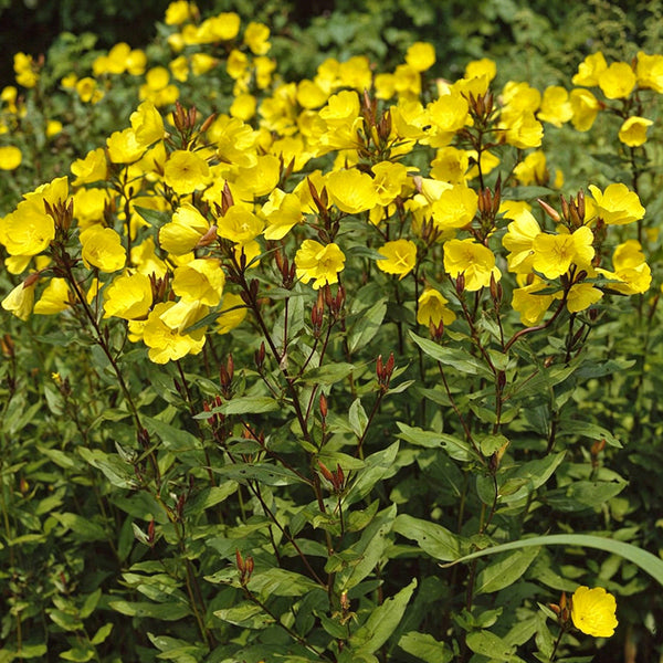 Yellow Evening Primrose, 500 Seeds
