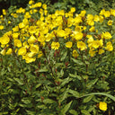 Yellow Evening Primrose, 500 Seeds