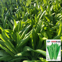 Traditional Tender Youmai Cai Seeds, 10g