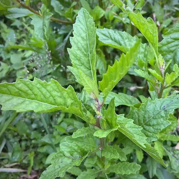 Chenopodium ambrosioides Seeds, 100 Seeds
