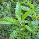 Chenopodium ambrosioides Seeds, 100 Seeds
