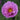 Pink Double Petal Cupcake Cosmos Seeds, 1g