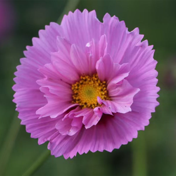 Pink Double Petal Cupcake Cosmos Seeds, 1g