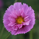 Pink Double Petal Cupcake Cosmos Seeds, 1g