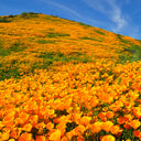 Eschscholzia californica Seeds