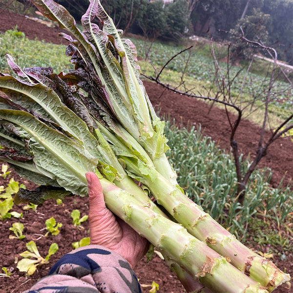 'Jiemei' Pointed-Leaf Red Celtuce Seeds, 10g