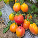 1063 Kozula 141 Tomato, 5 Seeds