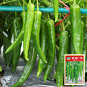 Hangjiao No.1 Pepper Seeds, 100 Seeds