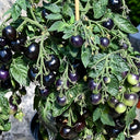 482 Tartufo Micro Dwarf Tomato, 5 Seeds
