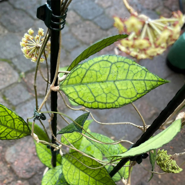 Hoya finlaysonii 'Nova', 2 Cuttings