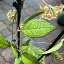 Hoya finlaysonii 'Nova', 2 Cuttings