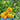 730 Yellow Surprise Tomato, 5 Seeds