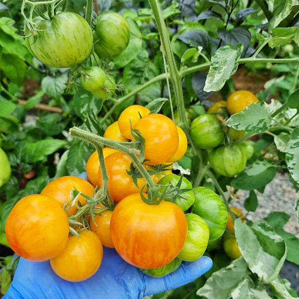 730 Yellow Surprise Tomato, 5 Seeds