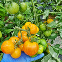730 Yellow Surprise Tomato, 5 Seeds