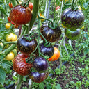 379 Night Saransk Starry F5 Tomato, 5 Seeds