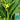 'Nongyan Yellow Flower' Chinese Kale Seeds, 20g