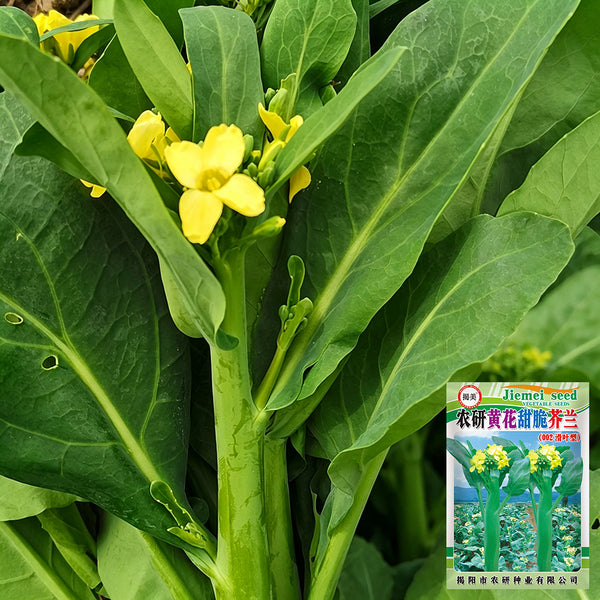 'Nongyan Yellow Flower' Chinese Kale Seeds, 20g