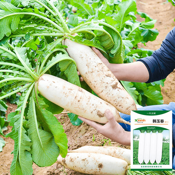 'Hanyuchun' White Radish Seeds, 10g