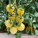 'White Princess F1' Tomato Seeds, 6 Seeds
