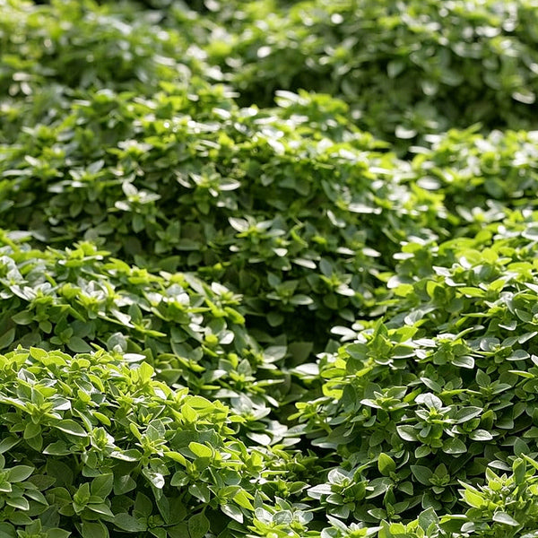 Aristotle Basil, 100 Seeds