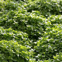 Aristotle Basil, 100 Seeds