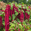 Red Love-Lies-Bleeding, 1000 Seeds