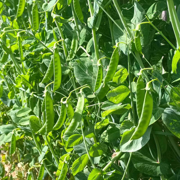 White Flower Double Pod Snow Pea, 50 Seeds