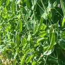 White Flower Double Pod Snow Pea, 50 Seeds