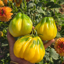 614 Tlacolula White Tomato, 5 Seeds