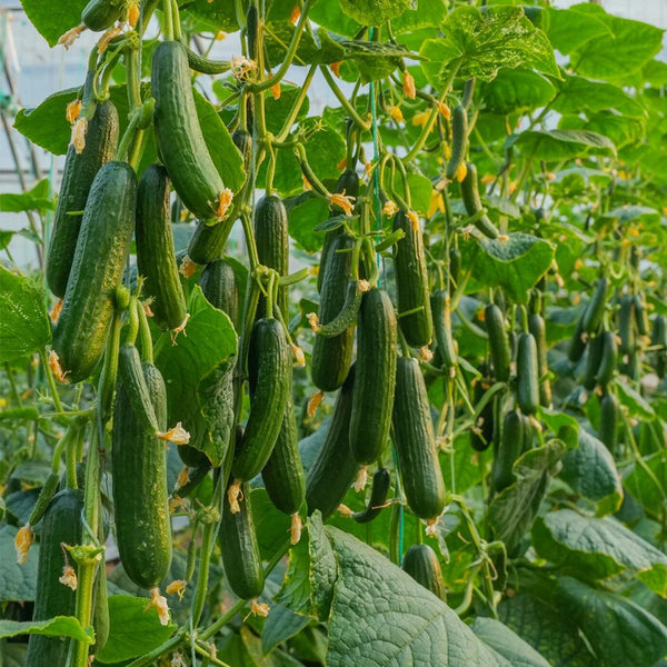 'Flavor Supreme' Fruit Cucumber Seeds, 30 Seeds