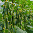 'Flavor Supreme' Fruit Cucumber Seeds, 30 Seeds