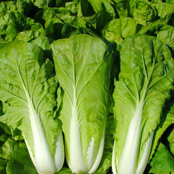 '168' Fast-Grow Bok Choy Seeds, 10g