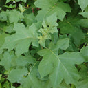 Turkey Berry, 500 Seeds