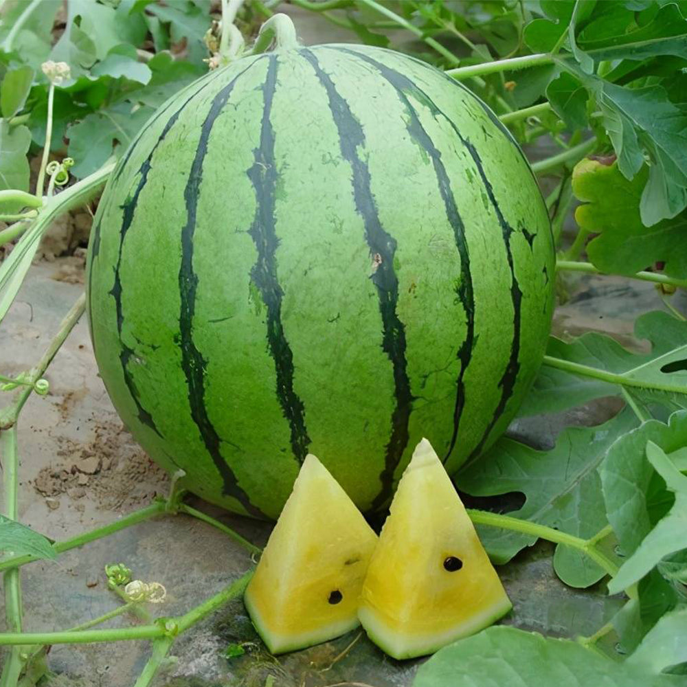 'Kylin Ice Cream' Watermelon Seeds