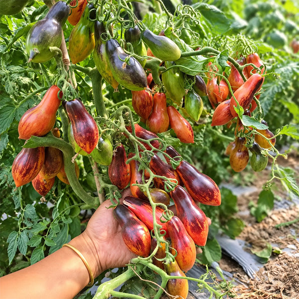147 Dwarf Antho Pink Panther Tomato, 5 Seeds