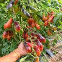 147 Dwarf Antho Pink Panther Tomato, 5 Seeds