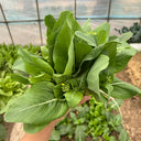 Liangtai 209 Flowering Chinese Cabbage Seeds, 10g