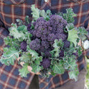 U2421 Early Purple Sprouting Broccoli, 10 Seeds