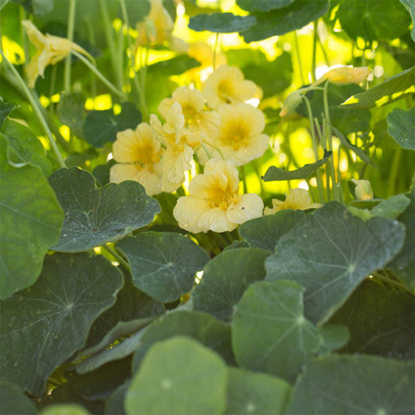 Hezhichun Yellow Nasturtium Seeds, 10g