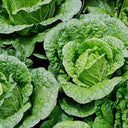 'Shengqiu 80' Chinese Cabbage Seeds, 20g