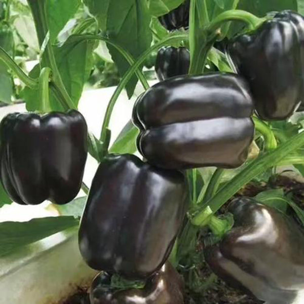 Black Fruit Sweet Pepper, 50 Seeds