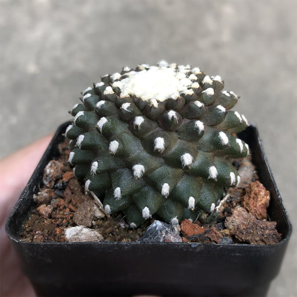 Copiapoa tenuissima f. monstruosa, 3-4cm