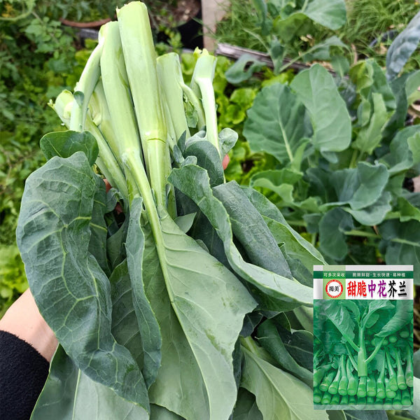 Sweet-Crispy 'Zhonghua' Chinese Kale Seeds, 10g