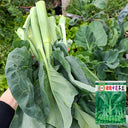 Sweet-Crispy 'Zhonghua' Chinese Kale Seeds, 10g
