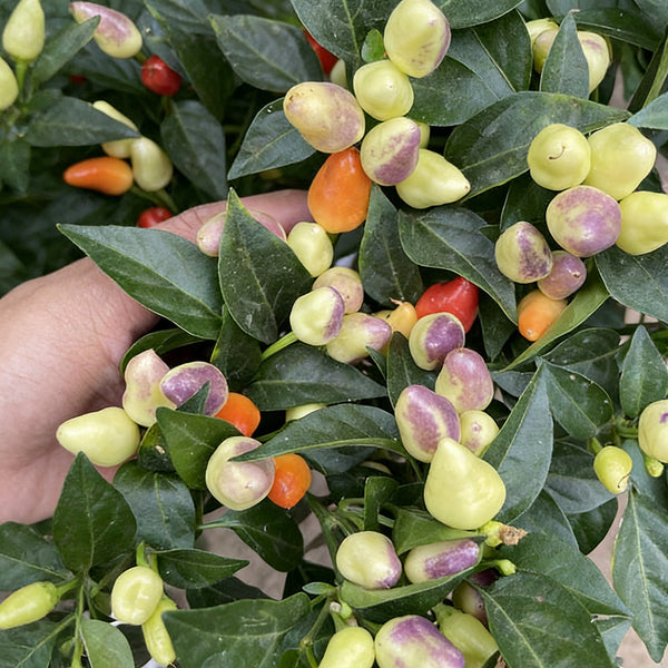 Colorful Bullet Pepper Seeds, 2g