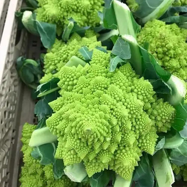 Dutch White Pagoda Cauliflower, 10 Seeds