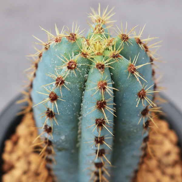 Pilosocereus pachycladus, 10-13cm
