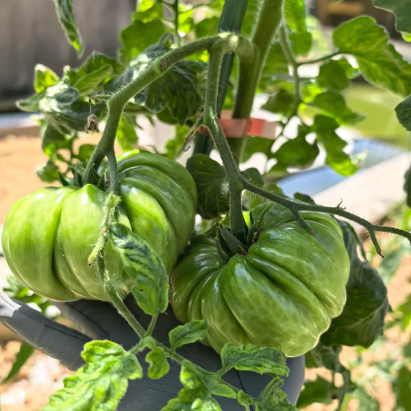 Mushroom Basket Tomato, 20~30 Seeds