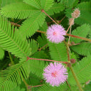 Sensitive Plant (Mimosa pudica L.) Seeds, 100 Seeds
